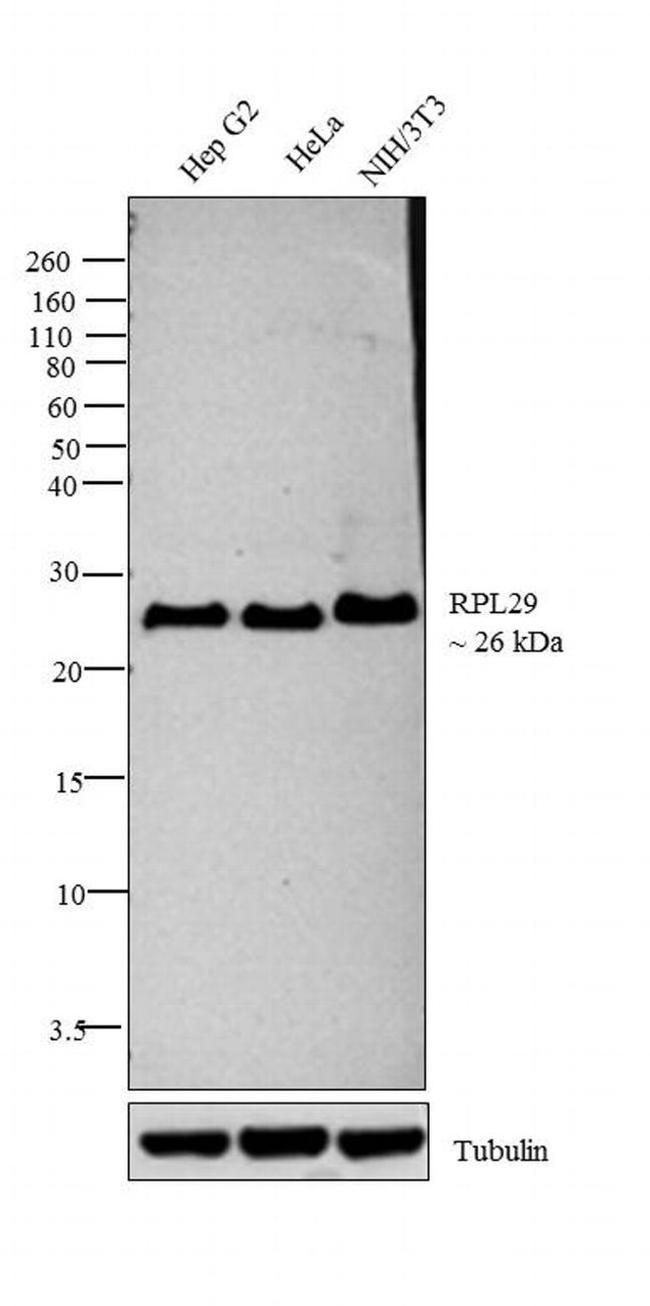 RPL29 Antibody in Western Blot (WB)