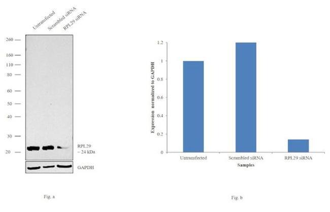 RPL29 Antibody in Western Blot (WB)