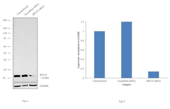 RPL29 Antibody