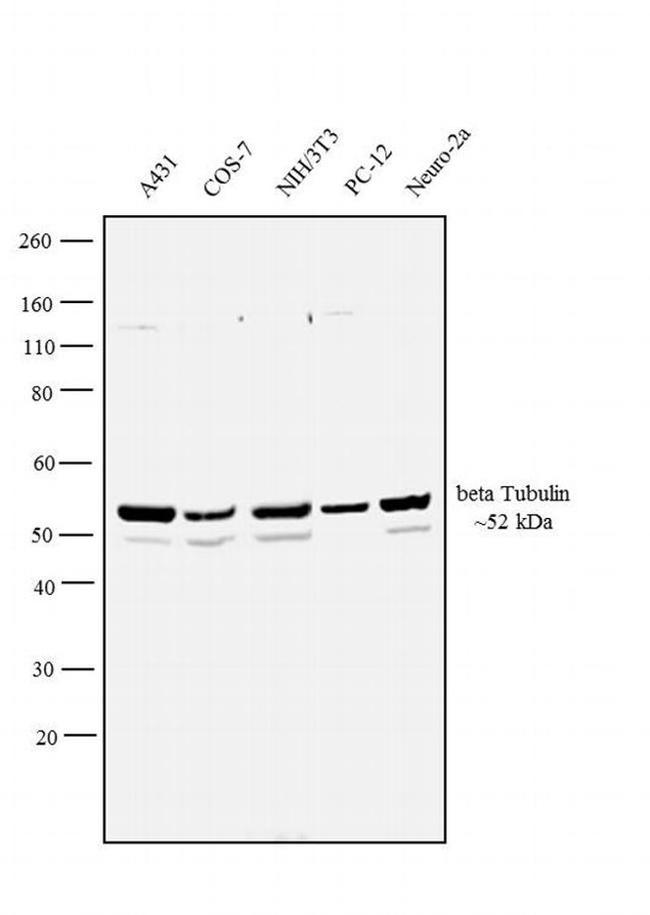 beta Tubulin 2 Antibody in Western Blot (WB)