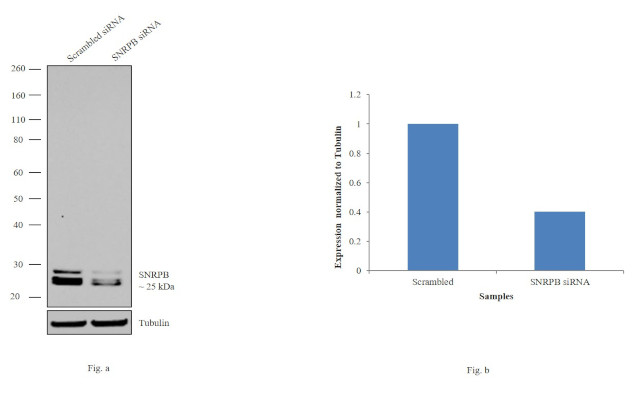 SNRPB Antibody