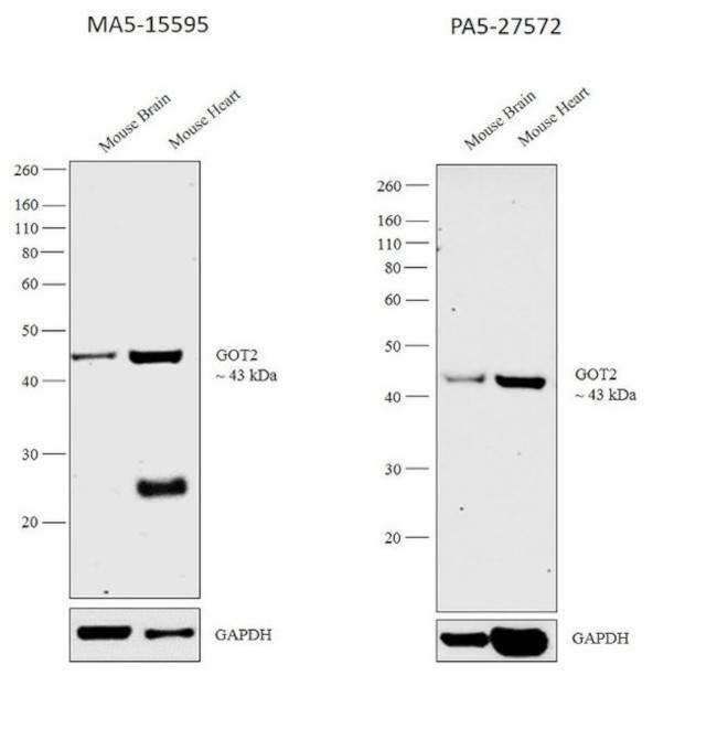 GOT2 Antibody