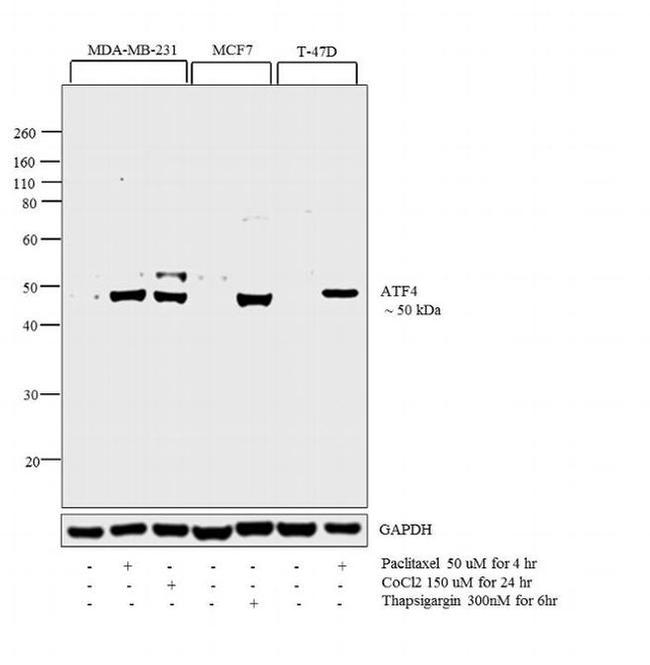 ATF4 Antibody in Western Blot (WB)