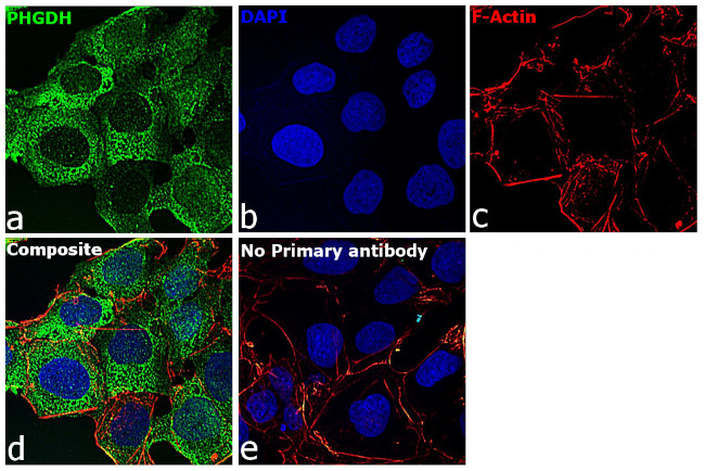 PHGDH Antibody in Immunocytochemistry (ICC/IF)