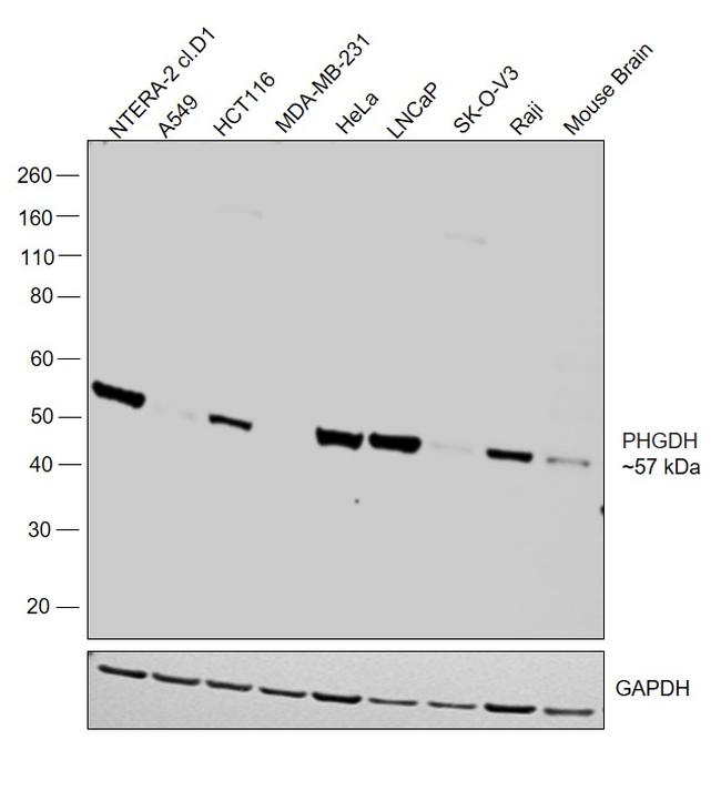 PHGDH Antibody in Western Blot (WB)