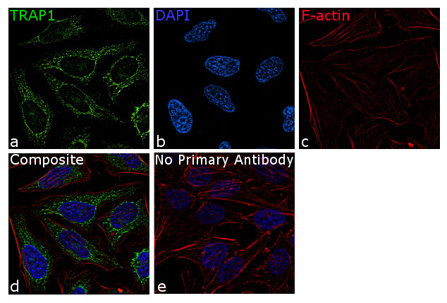 TRAP1 Antibody in Immunocytochemistry (ICC/IF)