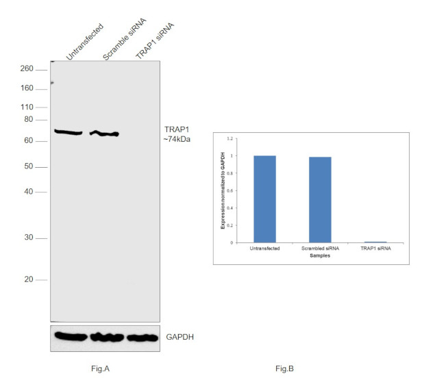 TRAP1 Antibody