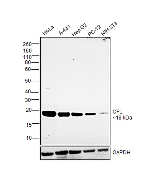 Cofilin Antibody in Western Blot (WB)