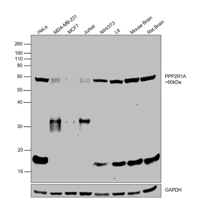 PPP2R1A Antibody in Western Blot (WB)