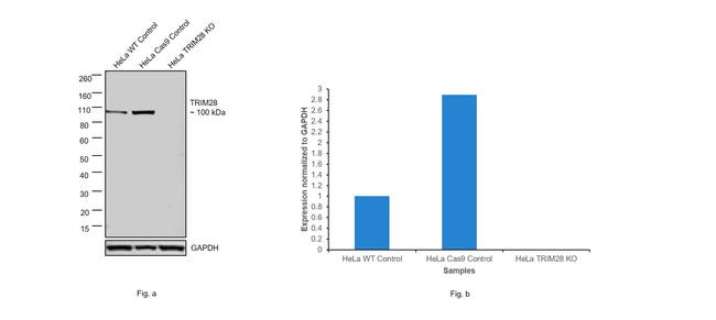 TRIM28 Antibody in Western Blot (WB)