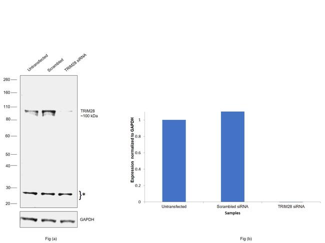 TRIM28 Antibody in Western Blot (WB)