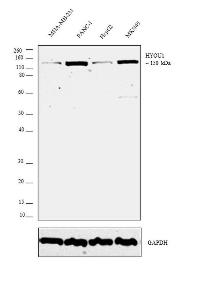 HYOU1 Antibody in Western Blot (WB)