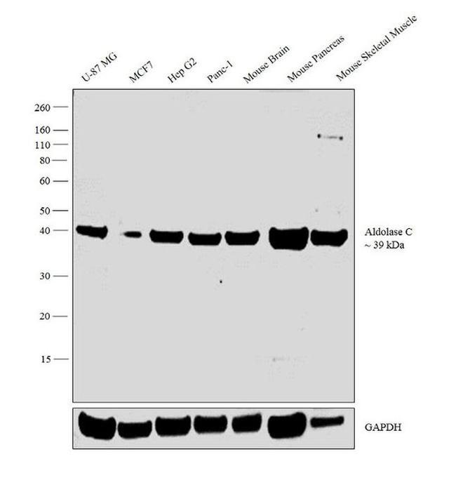 Aldolase C Antibody in Western Blot (WB)