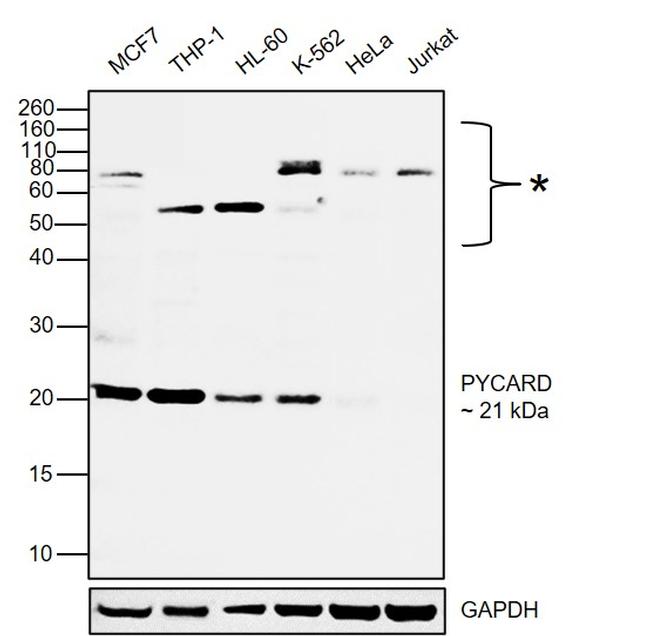 PYCARD Antibody in Western Blot (WB)