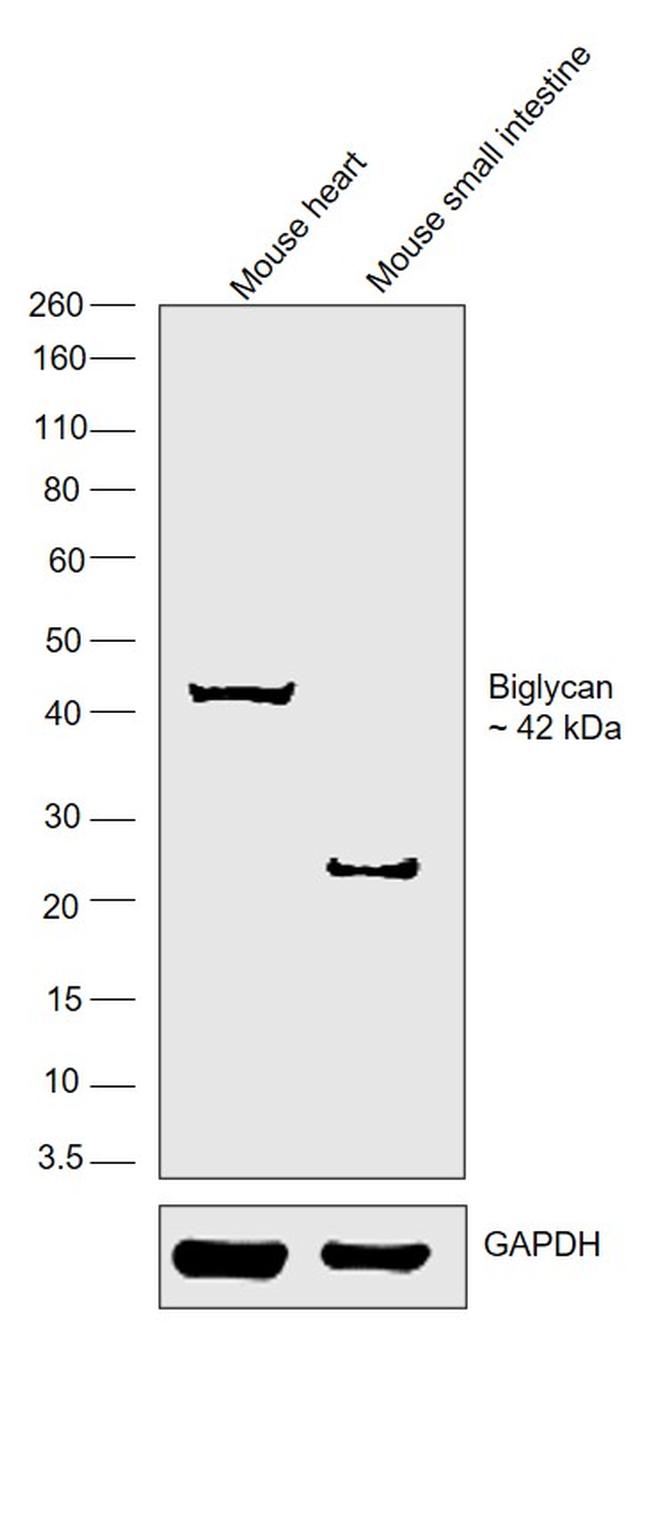 Biglycan Antibody in Western Blot (WB)