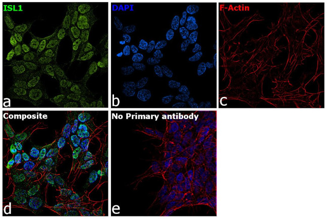 ISL1 Antibody in Immunocytochemistry (ICC/IF)