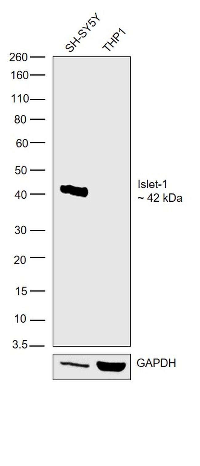 ISL1 Antibody in Western Blot (WB)