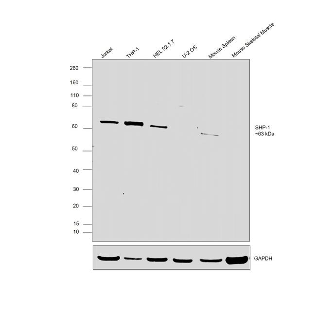 SHP-1 Antibody in Western Blot (WB)