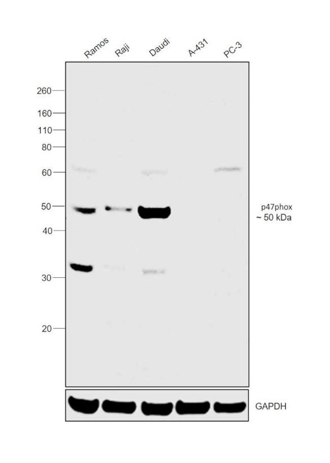 p47phox Antibody