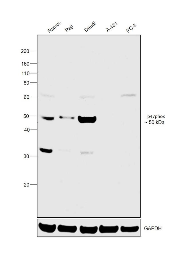 p47phox Antibody in Western Blot (WB)