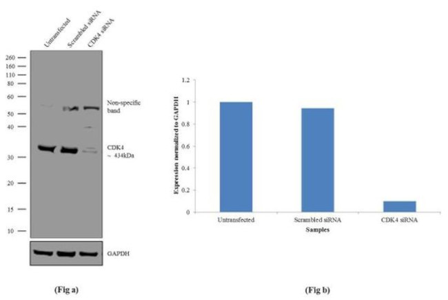 CDK4 Antibody