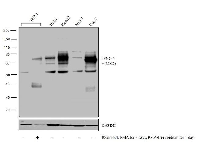 IFNGR1 Antibody in Western Blot (WB)