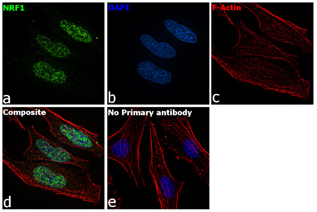 NRF1 Antibody in Immunocytochemistry (ICC/IF)