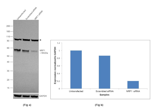 NRF1 Antibody