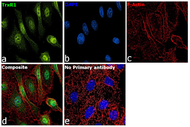 TrxR1 Antibody in Immunocytochemistry (ICC/IF)