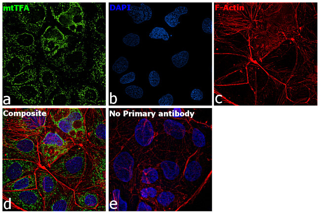 TFAM Antibody in Immunocytochemistry (ICC/IF)