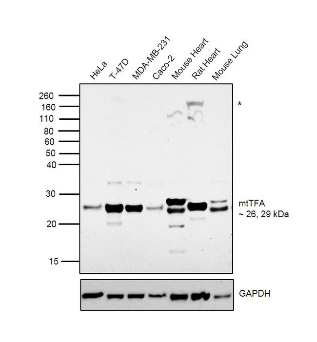 TFAM Antibody in Western Blot (WB)