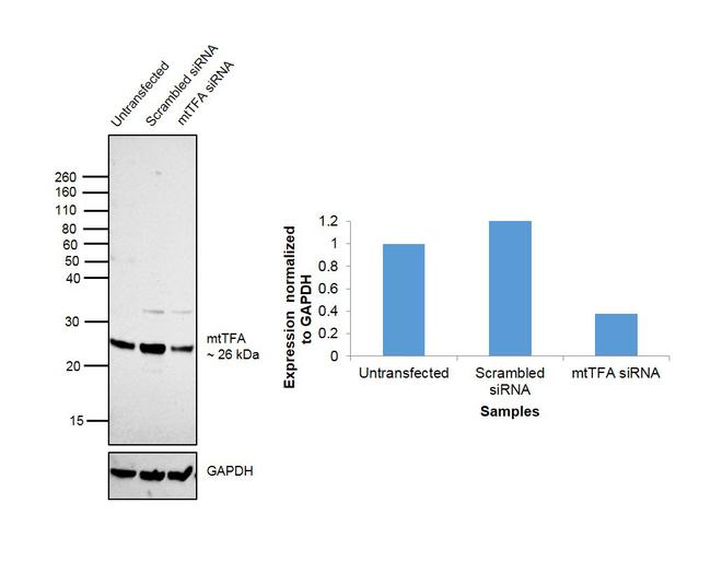 TFAM Antibody in Western Blot (WB)