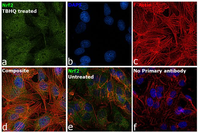 Nrf2 Antibody