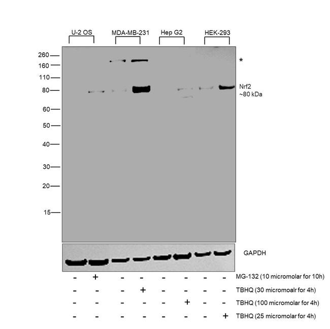 Nrf2 Antibody in Western Blot (WB)