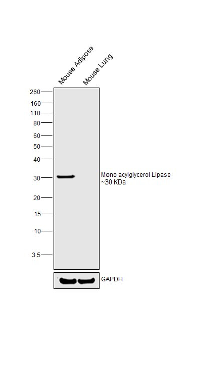 Monoacylglycerol Lipase Antibody