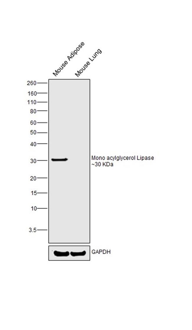 Monoacylglycerol Lipase Antibody in Western Blot (WB)