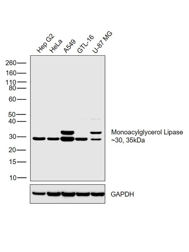 Monoacylglycerol Lipase Antibody in Western Blot (WB)