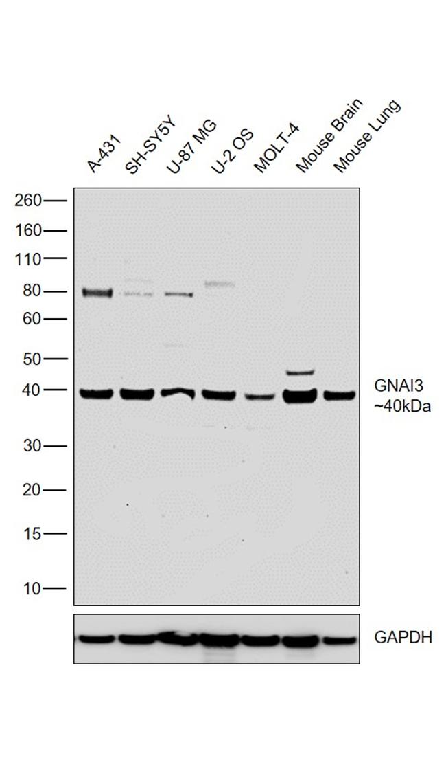 GNAI3 Antibody in Western Blot (WB)