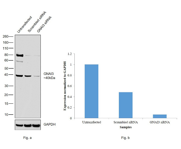 GNAI3 Antibody