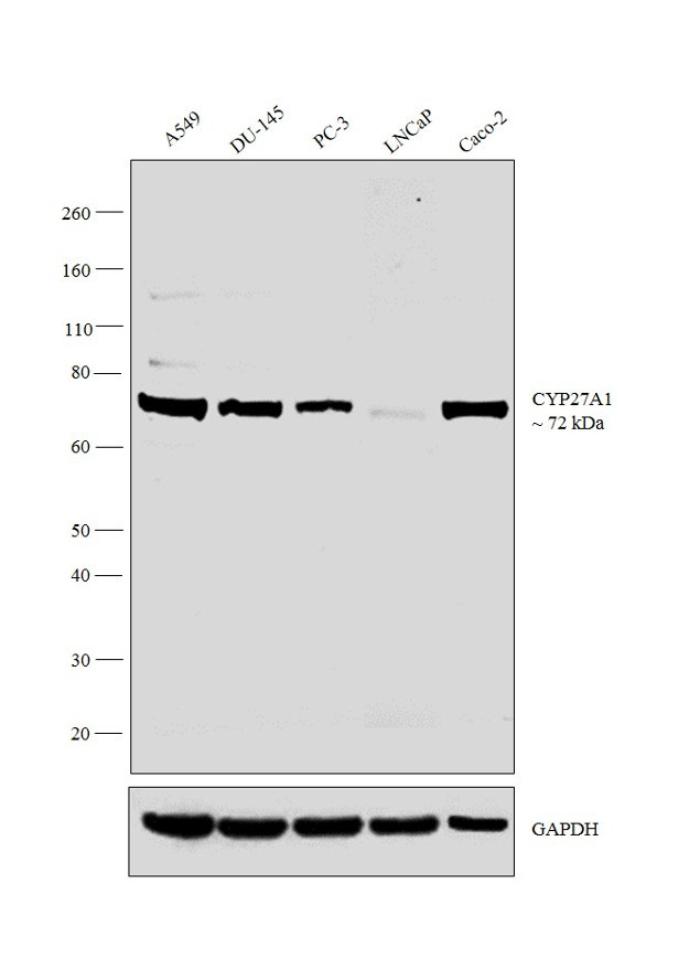 CYP27A1 Antibody