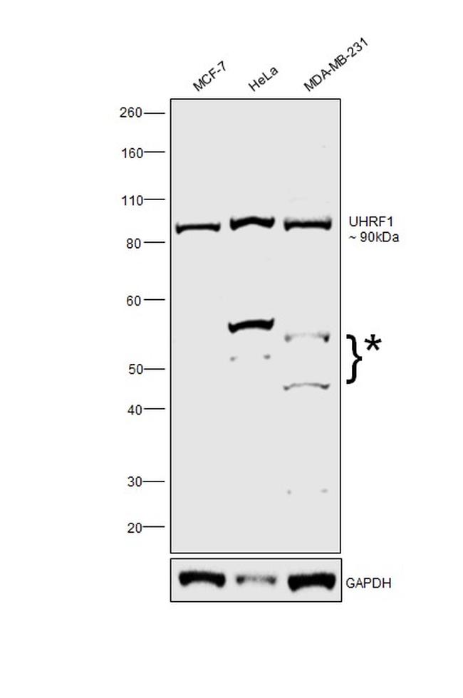 UHRF1 Antibody in Western Blot (WB)