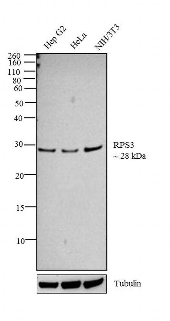 RPS3 Antibody in Western Blot (WB)