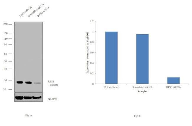 RPS3 Antibody in Western Blot (WB)