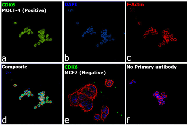 CDK6 Antibody in Immunocytochemistry (ICC/IF)