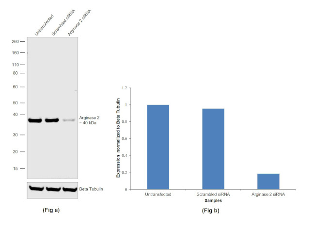 Arginase 2 Antibody