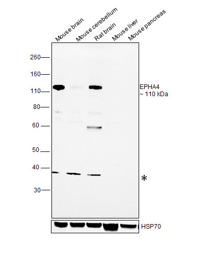 EphA4 Antibody