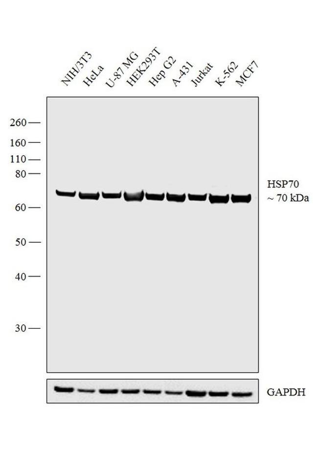 HSP70 Antibody in Western Blot (WB)