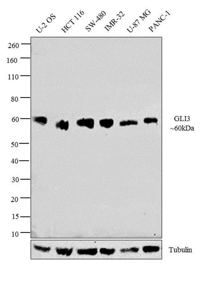 GLI3 Antibody in Western Blot (WB)