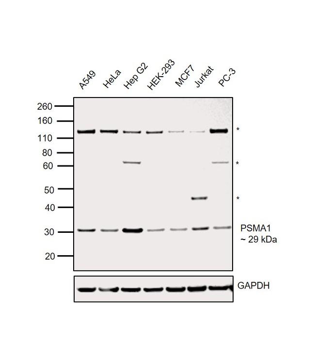 PSMA1 Antibody in Western Blot (WB)