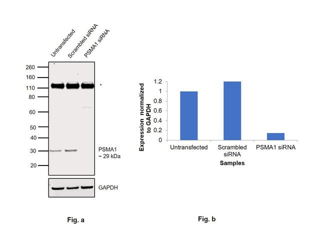 PSMA1 Antibody in Western Blot (WB)